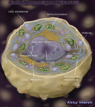 Inside of Cell