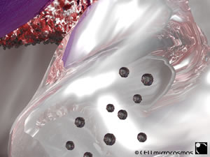 Cell Vaculoes Eating Toxins